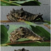 nep rivularis larva5 volg25